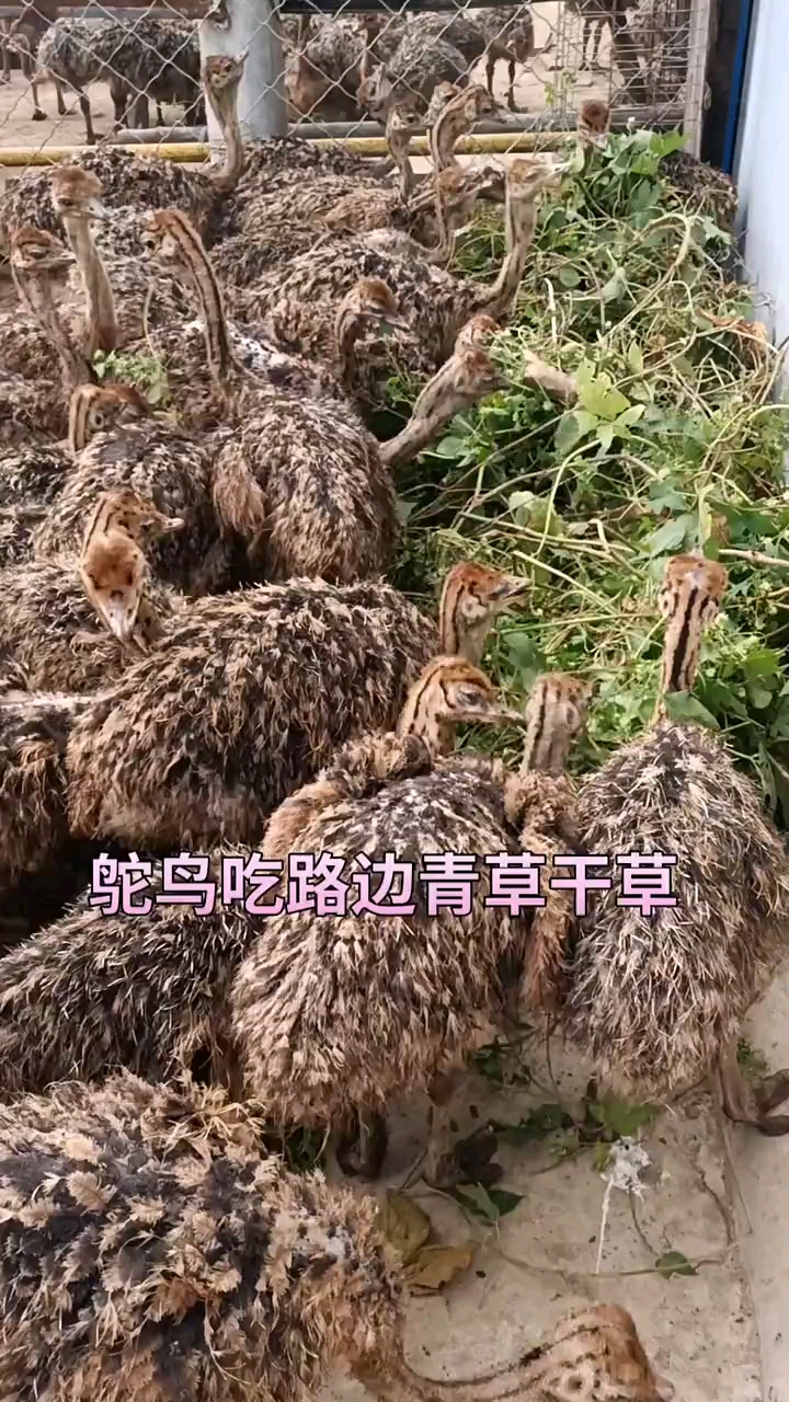 非洲鸵鸟苗#一个多月非洲鸵鸟苗正在吃路边青草,欢迎