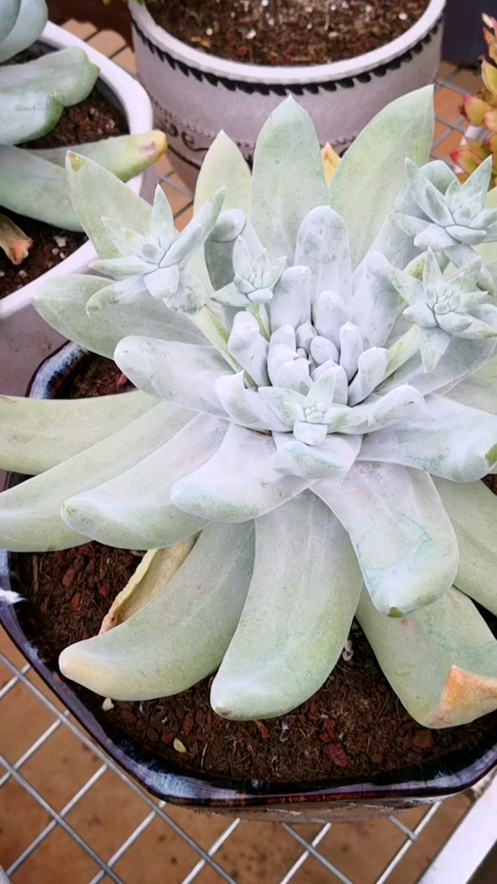 多肉植物#贵货多肉之拇指仙女杯,你欣赏得了吗?