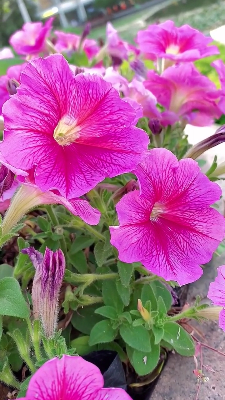 家花野花鲜花矮牵牛花很像牵牛花的一种野花