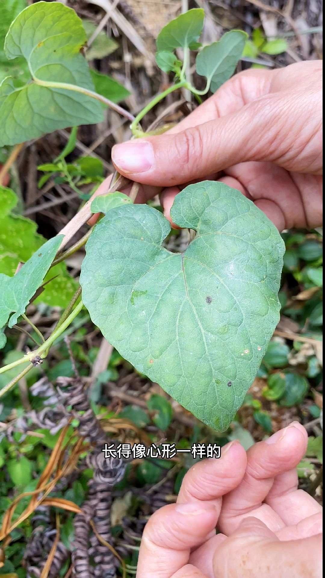 植物野生党参学名金钱豹