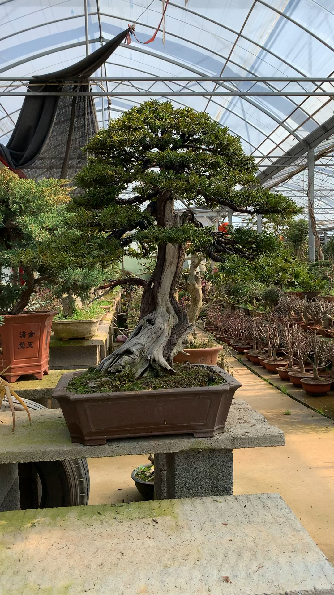 不一样的盆景紫杉