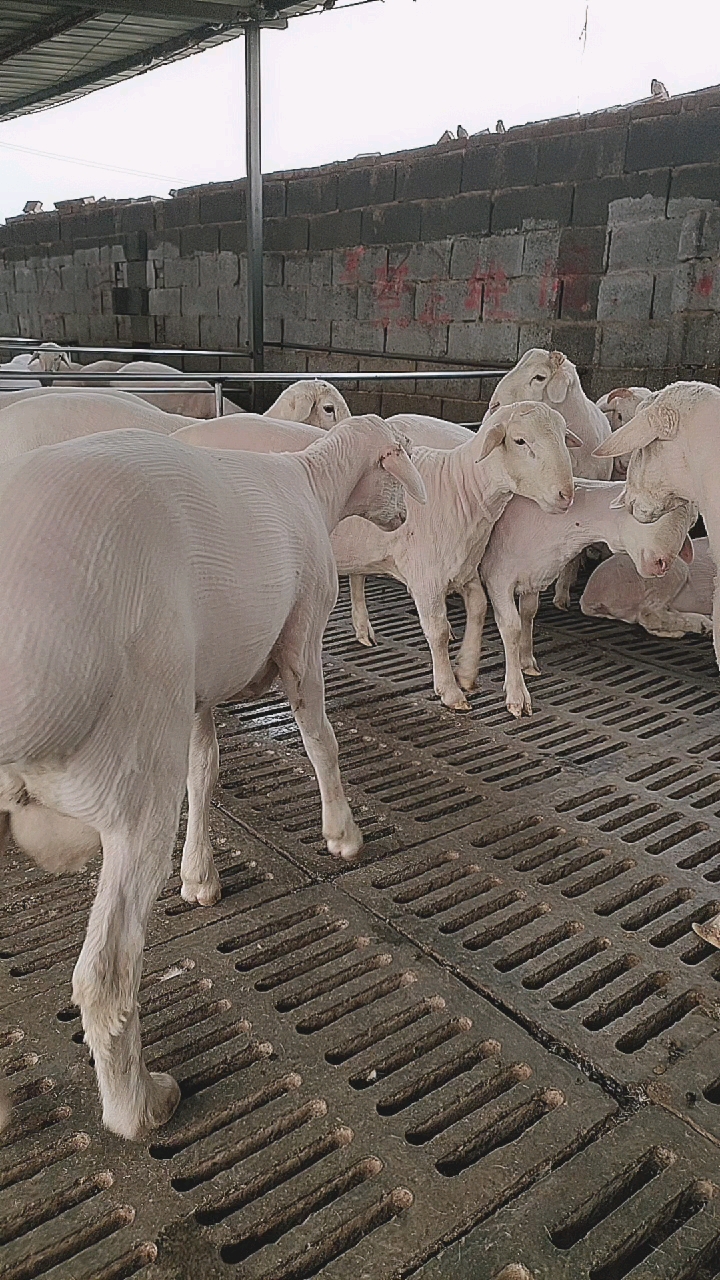 精品澳洲白种羊,体型大,耐粗饲,好饲养,一公可配25只母