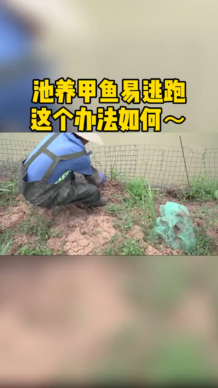 池养甲鱼易逃跑这个方法怎么样