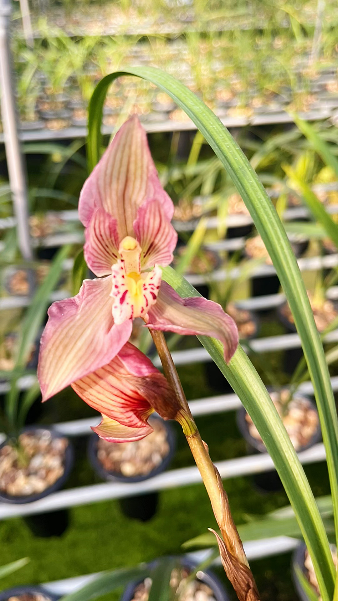 2021我的百家号年度日记#春剑富贵红