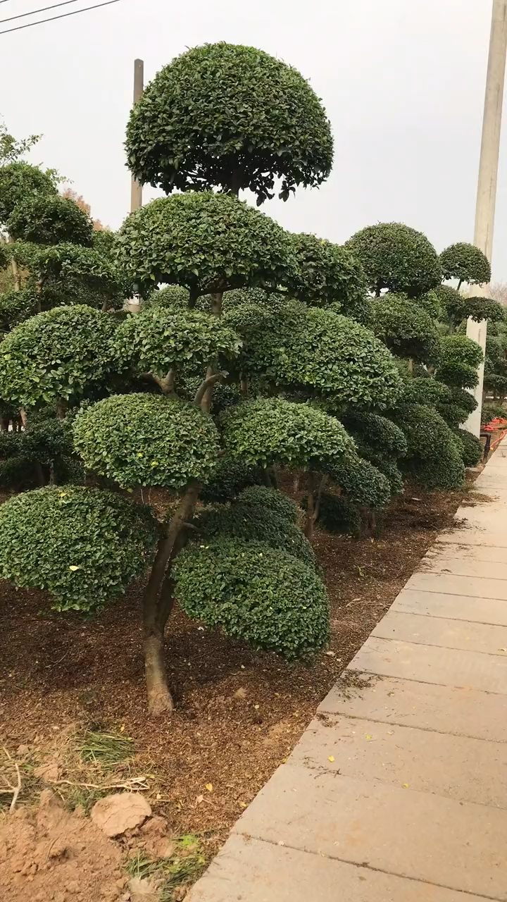 小叶女贞造型树.四季常青不落叶,适合庭院别墅农家小院栽植-度小视