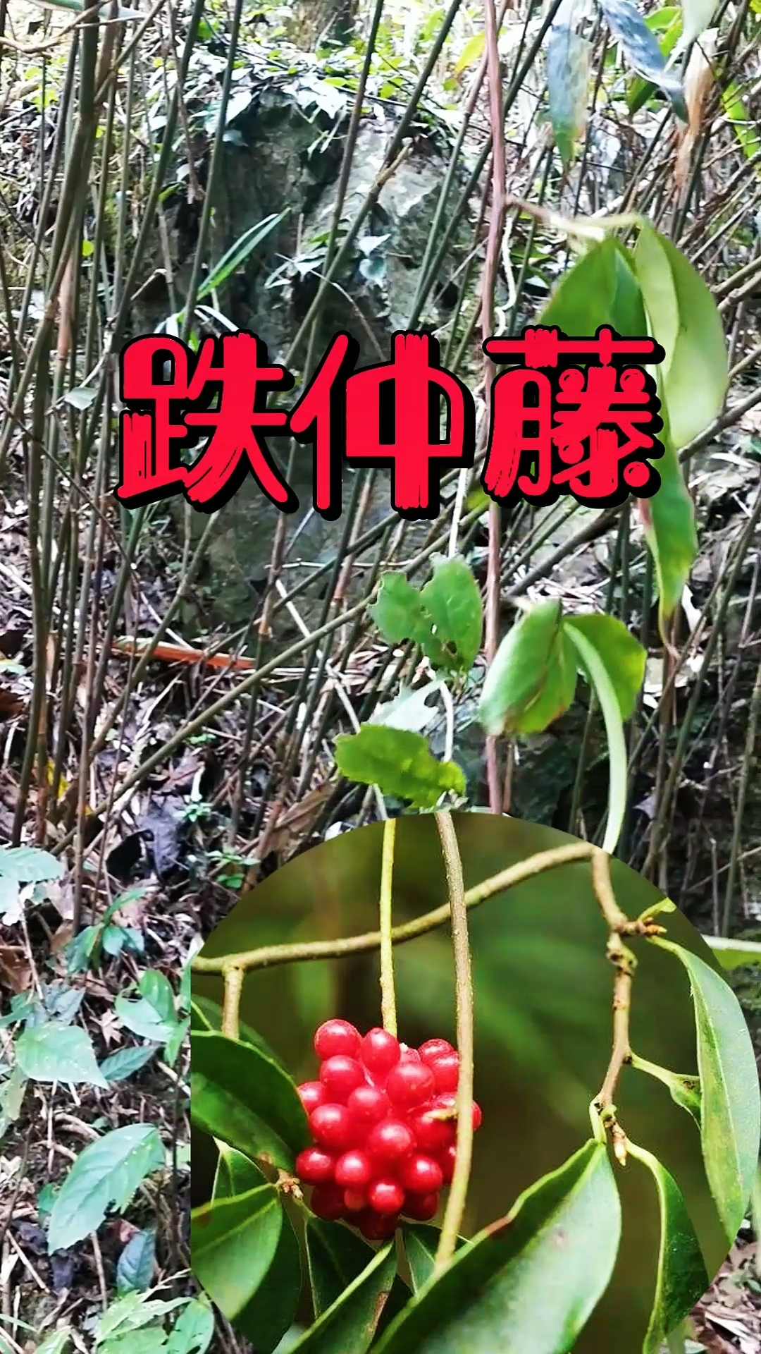 认识中草药南五味子别称紫金藤内红消风沙藤小血藤聚合果球形成熟鲜红