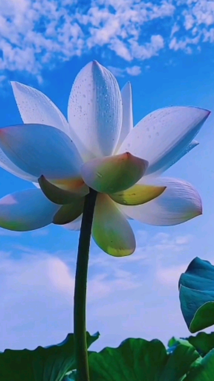 心如莲花静静开花开花落皆自在来生愿做一朵莲修心养性静悟禅