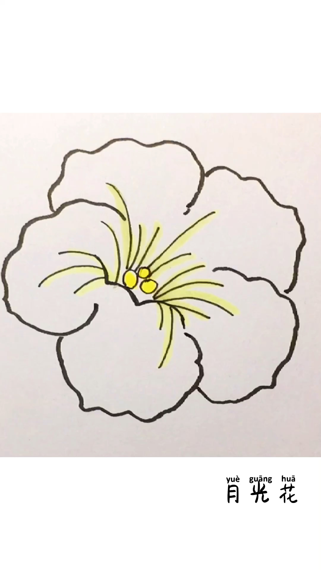 儿童亲子绘画教程,一朵简单大方的的月光花