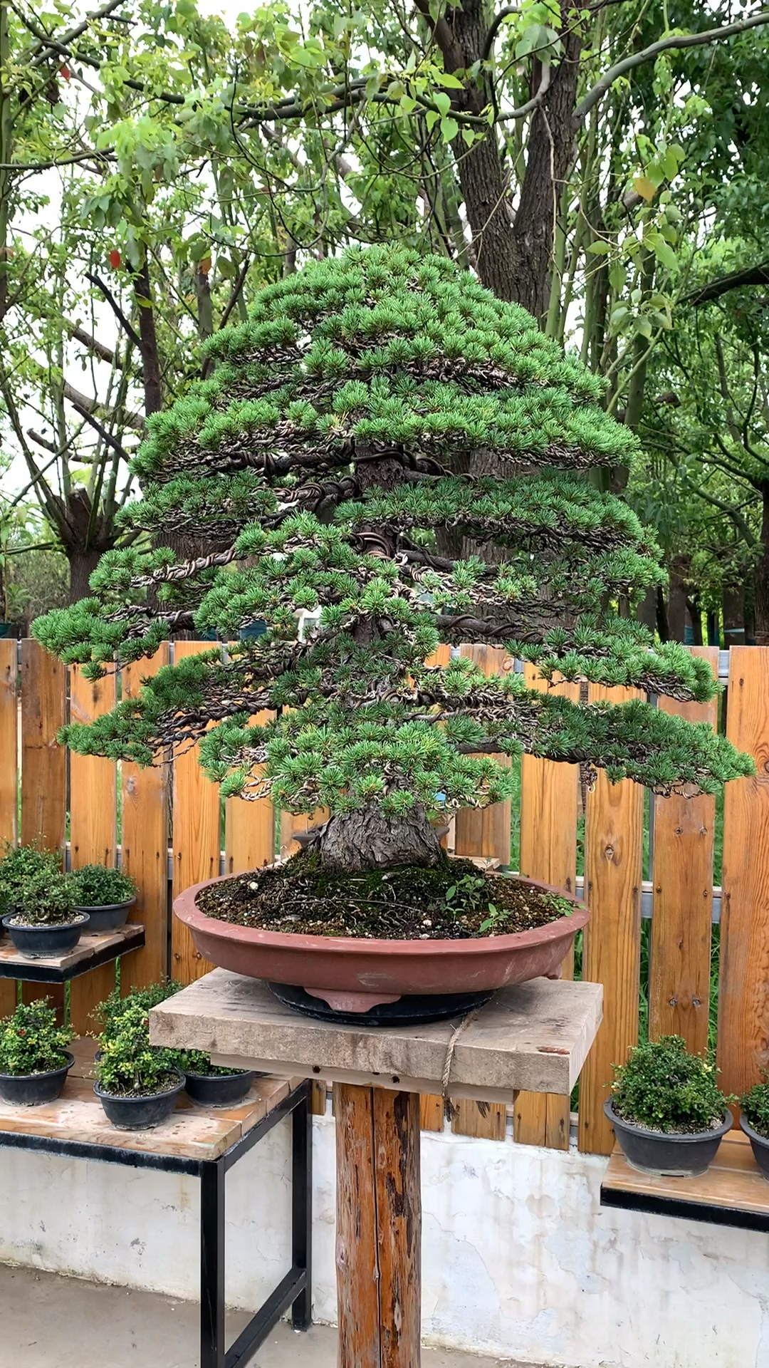 我要上热门#五花大绑的九重大阪松