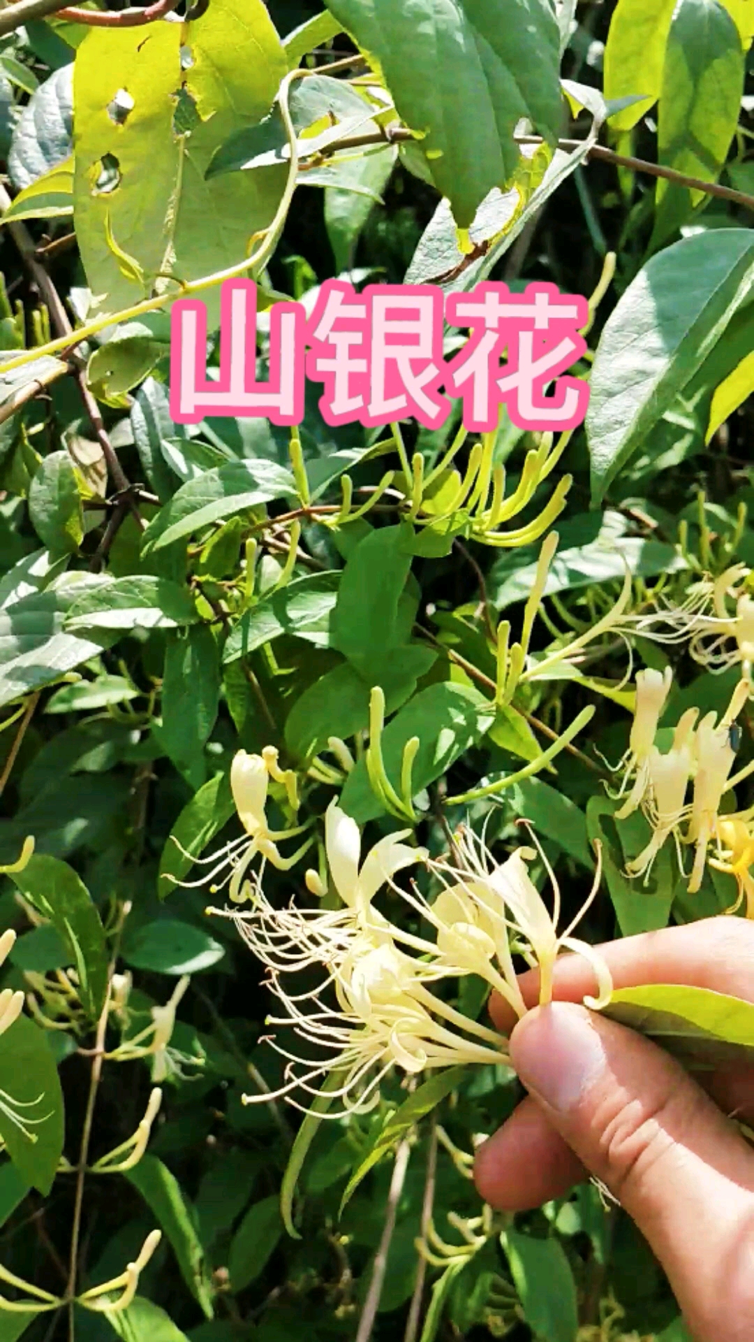 认识中草药#山银花别称:南银花,山金银花,土忍冬,土银花等名,山银花