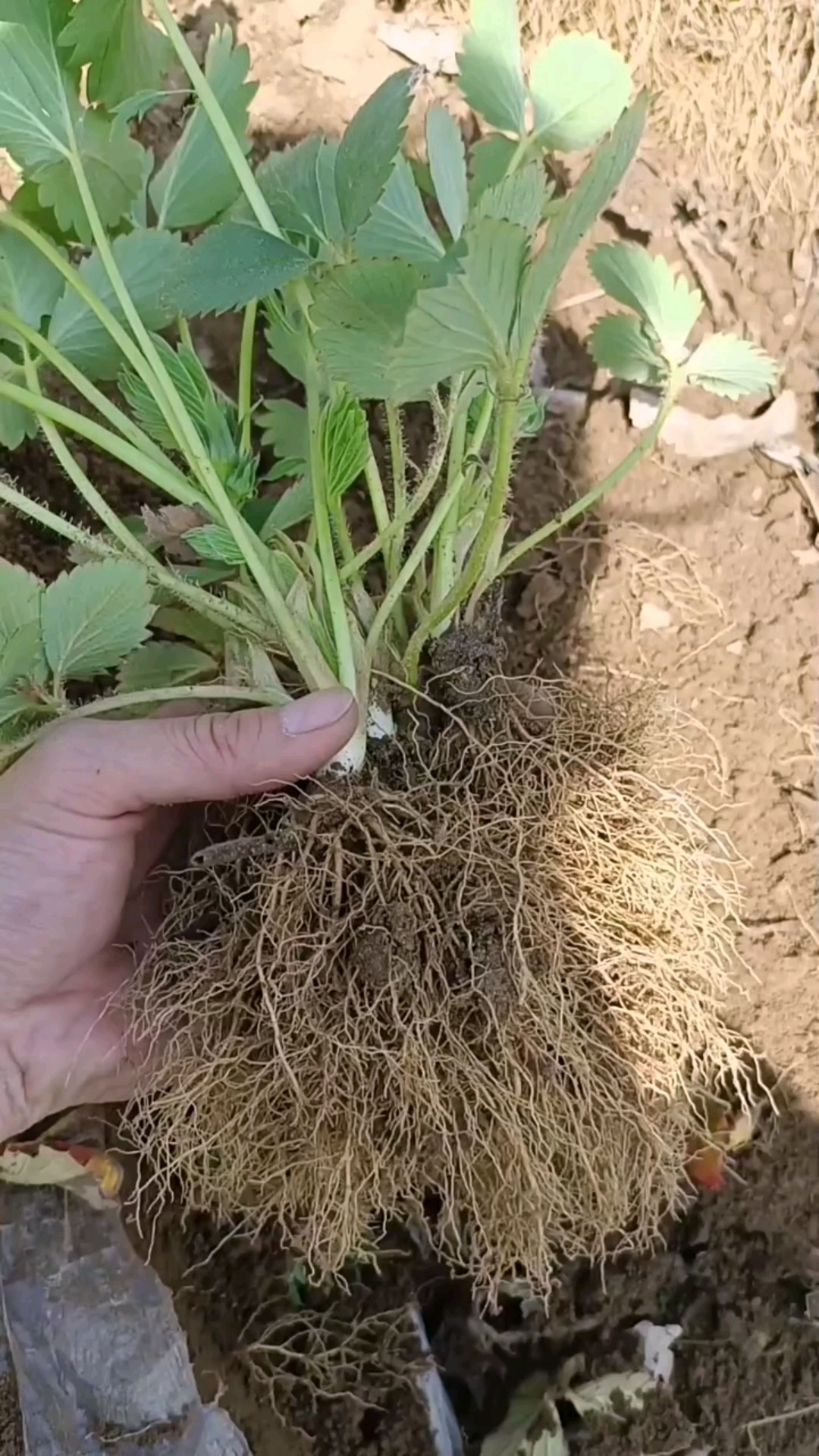 假植草莓苗根系发达苗木粗壮移栽成活好