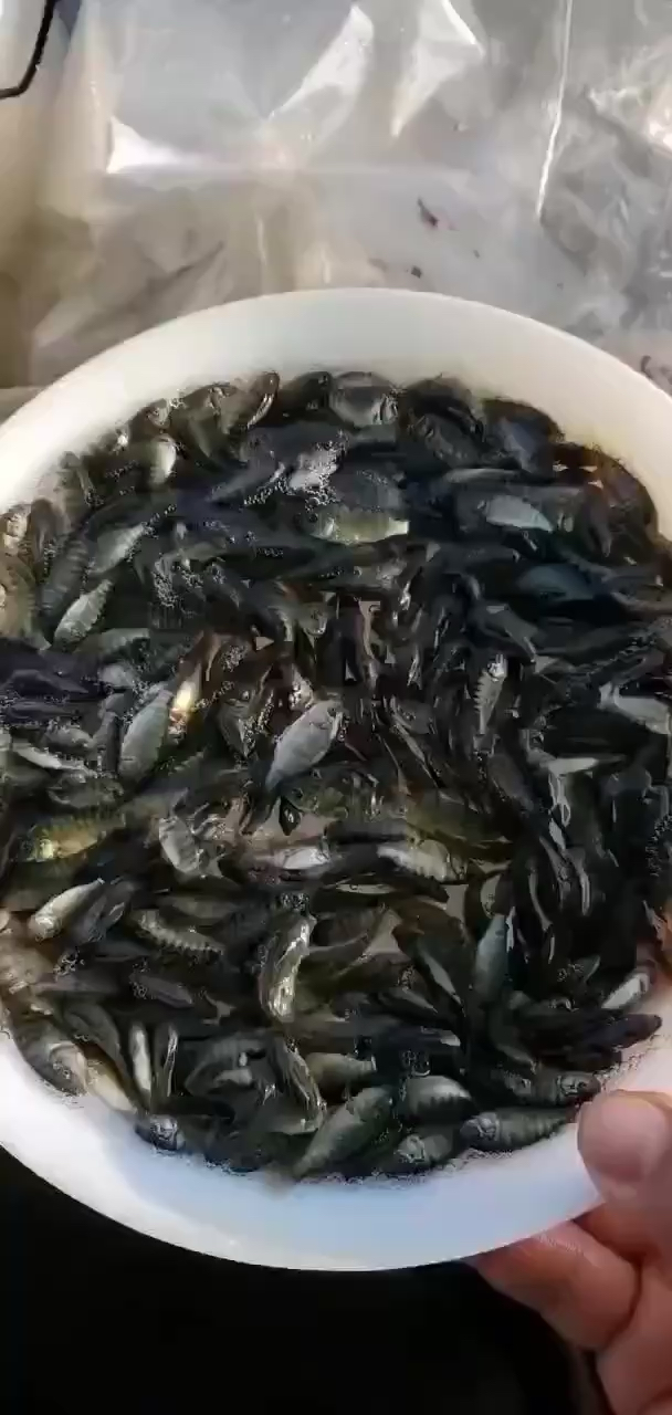 羅非魚苗新吉富羅非魚苗脆肉羅非魚苗