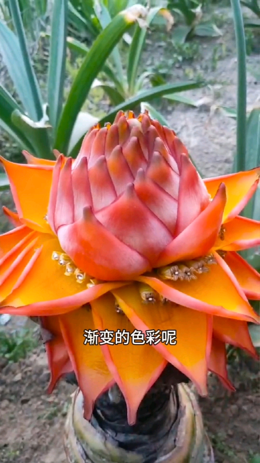 分享养花经验#霸气侧漏的地涌红莲～-度小视