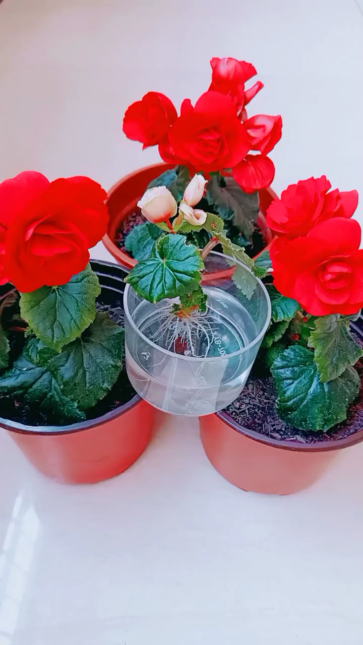 水培移栽丽格海棠