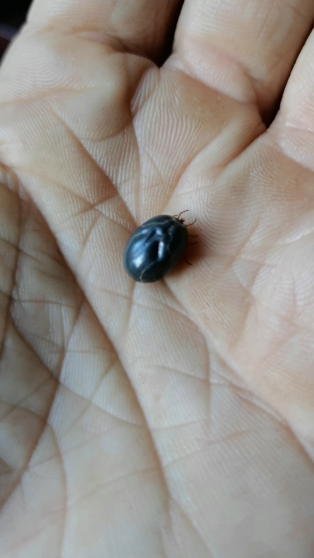 这草爬子蜱虫真跟黄豆粒那么大了跑山最不缺它