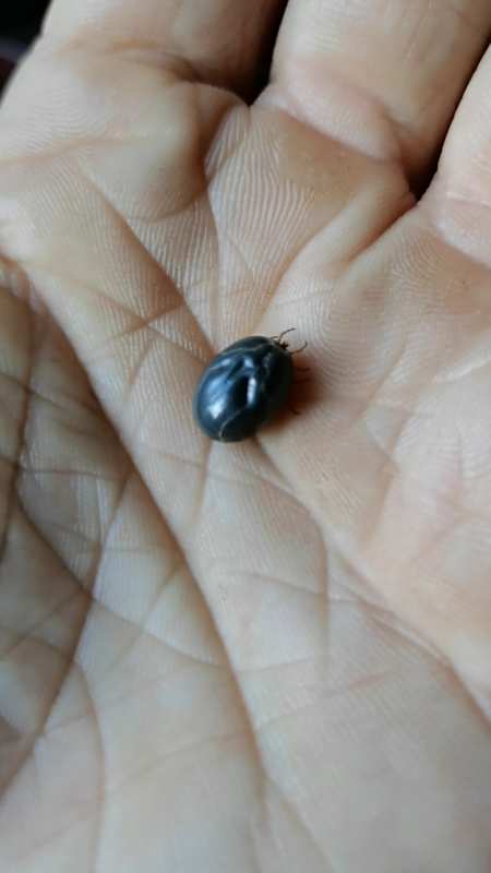 这草爬子蜱虫真跟黄豆粒那么大了跑山最不缺它