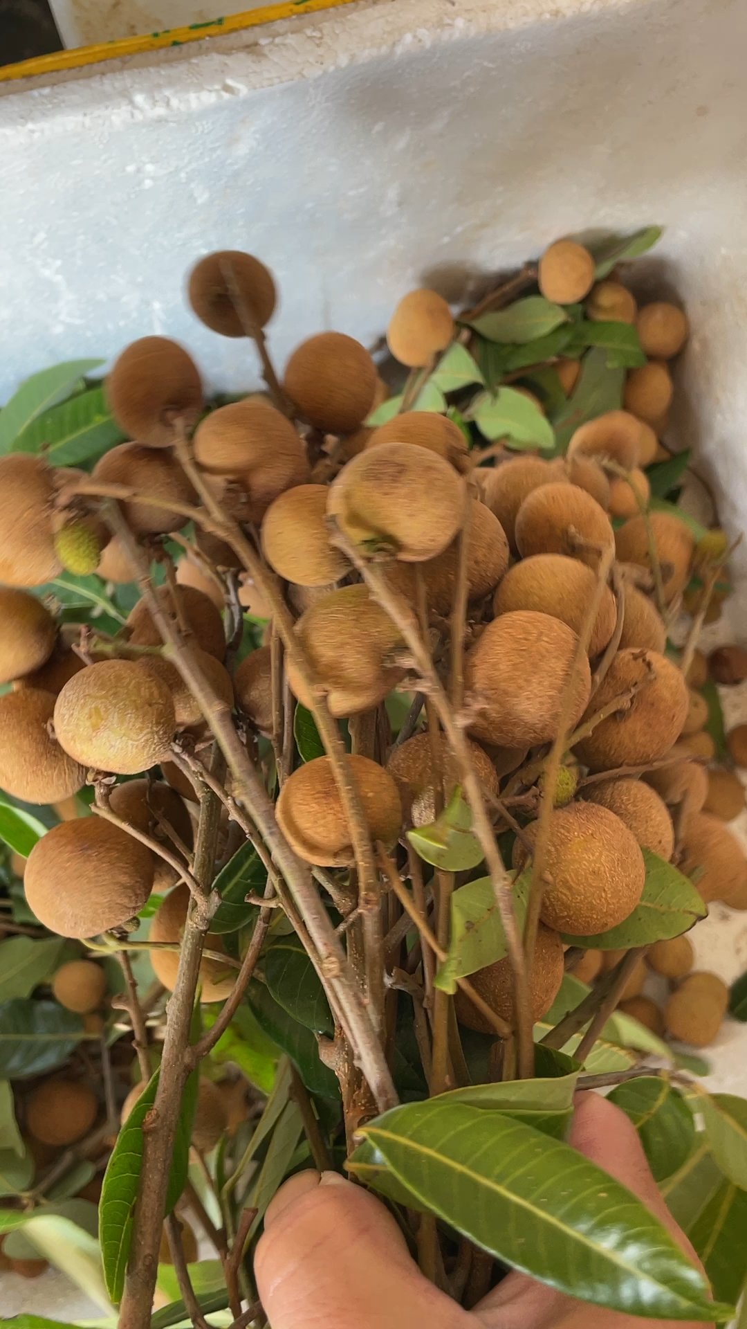 美食广东高州龙眼桂圆成熟了大量上市