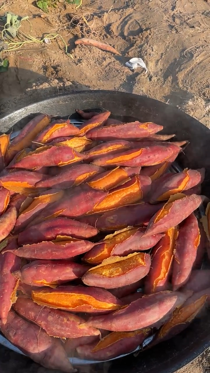 沙地西瓜红蜜薯#蒸出来香甜软糯无筋无丝