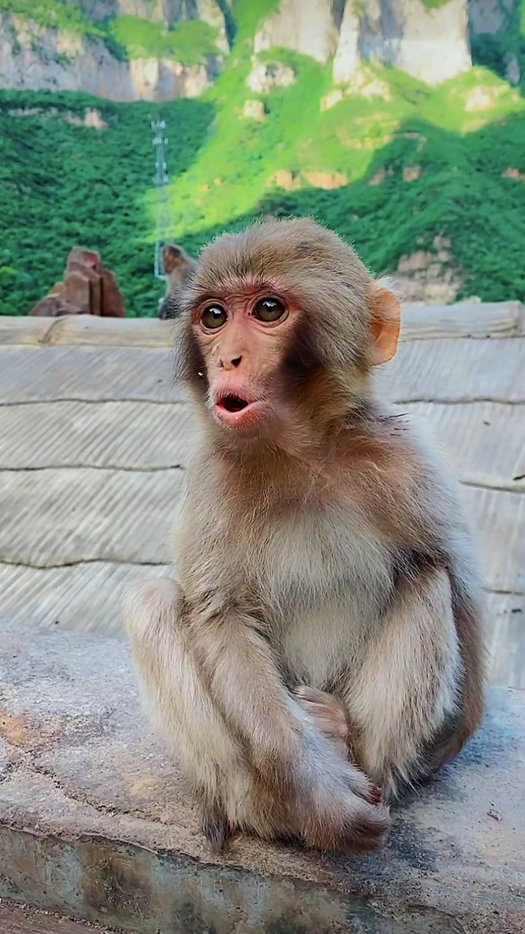 保护野生动物#喔:-o,小猴子的叫声萌化了.