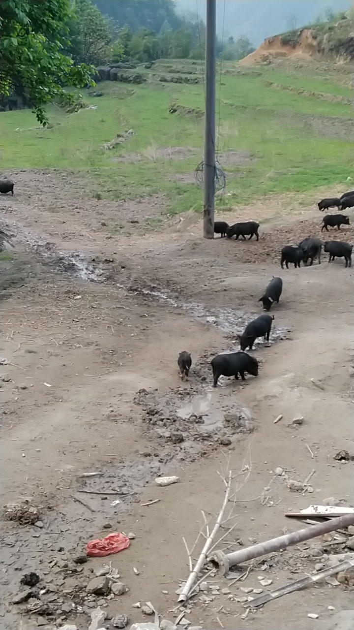 农村现在到处是野猪了,野猪是二级动物了