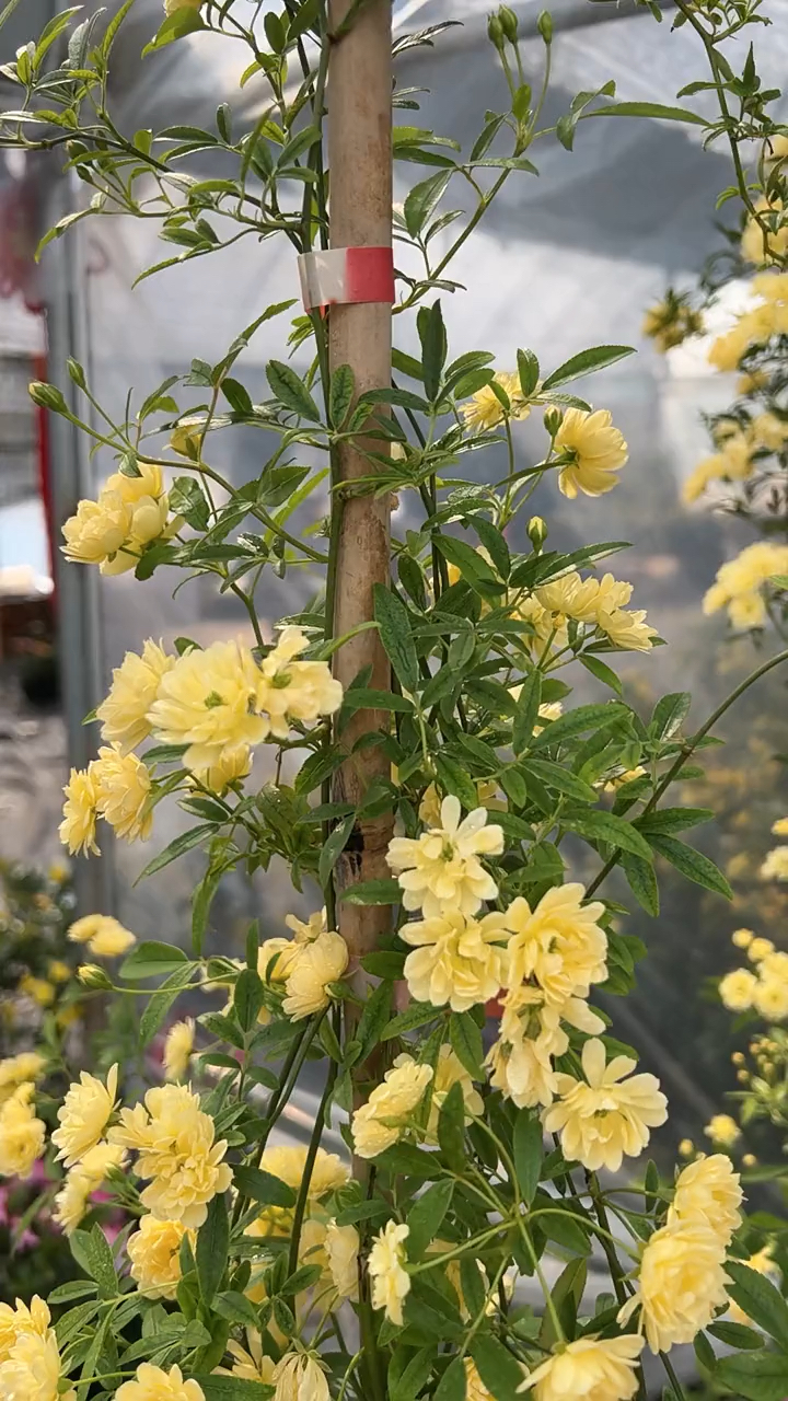 木香花,浓香型花卉,也叫七里香!