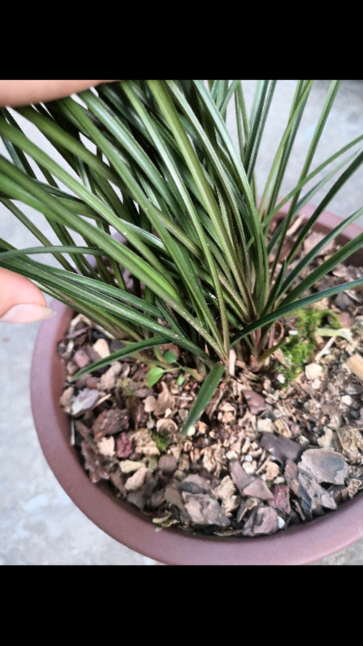 兰花#红香妃矮种细叶