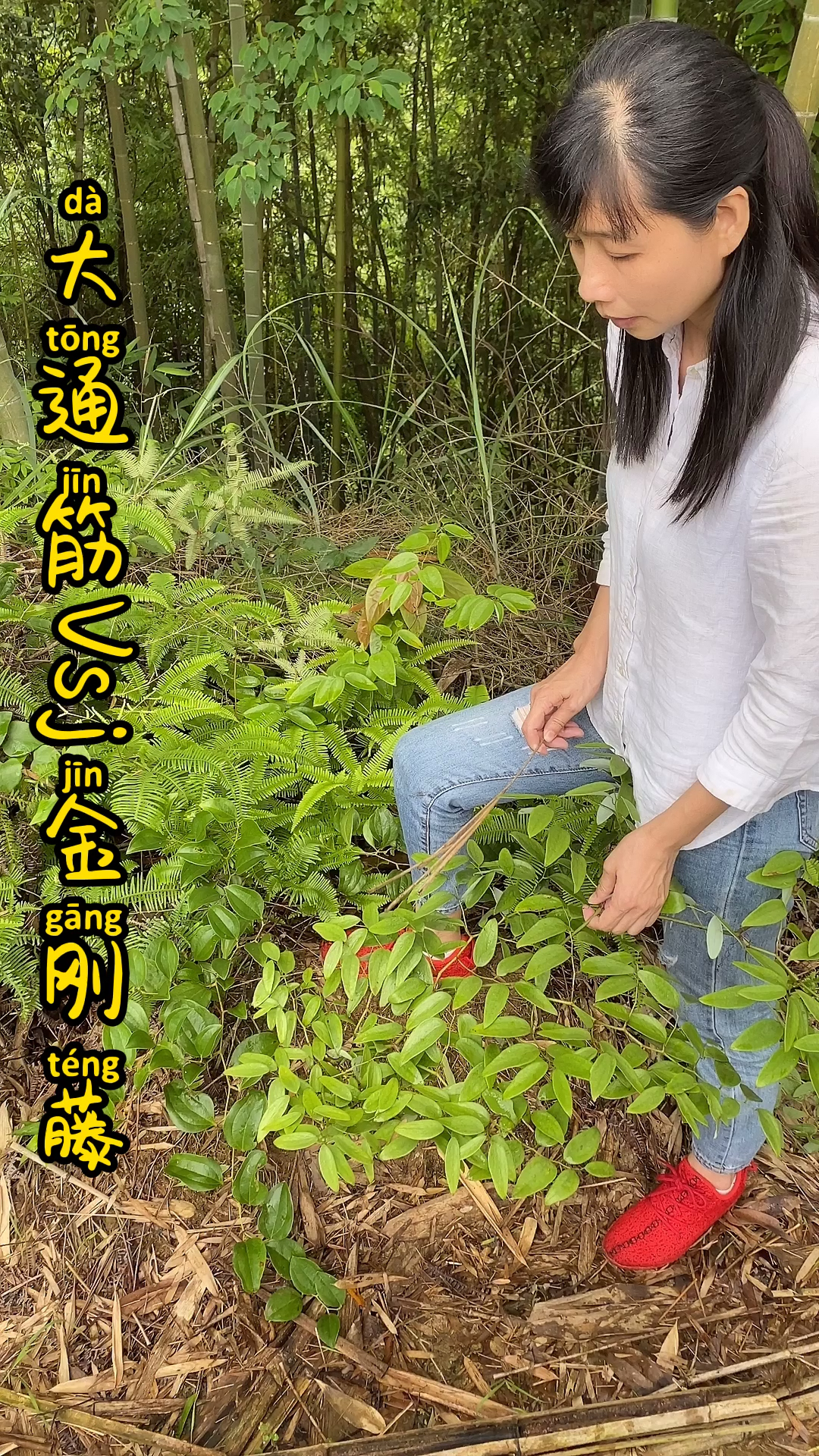 大通筋和金刚藤的区别你知道吗