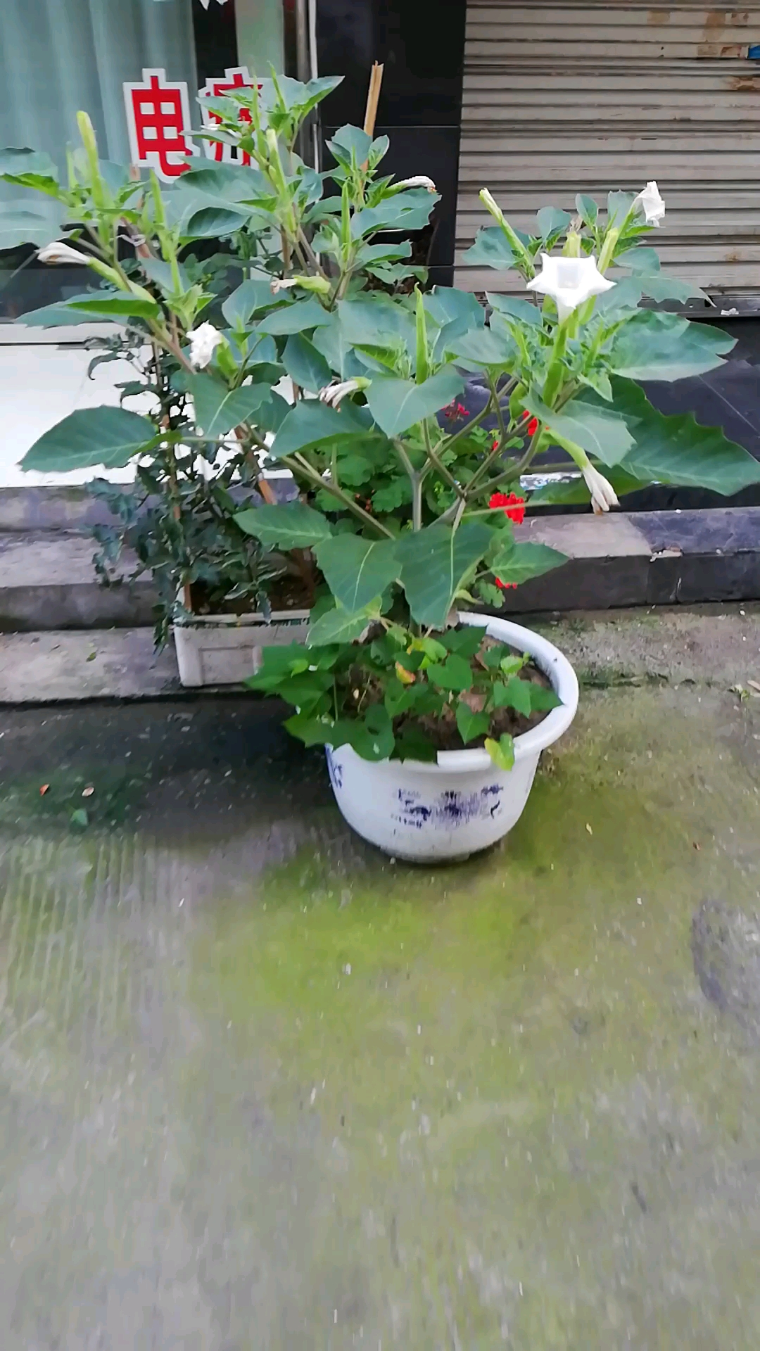 笑一笑十年少#蔓蔓青萝花