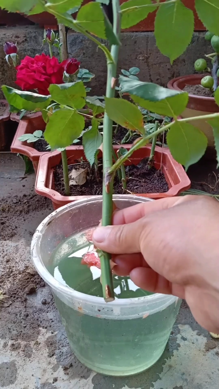 扦插技术#玫瑰扦插高手,世界第一