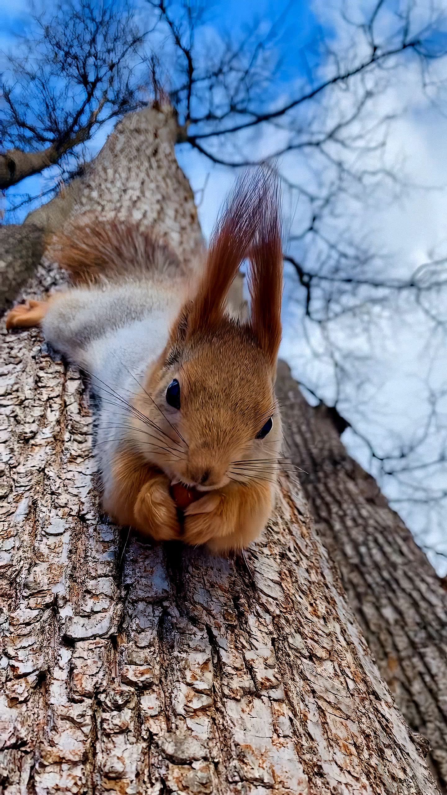 探纪自然#松鼠倒趴在树上吃橡果子,小家伙太可爱啦!