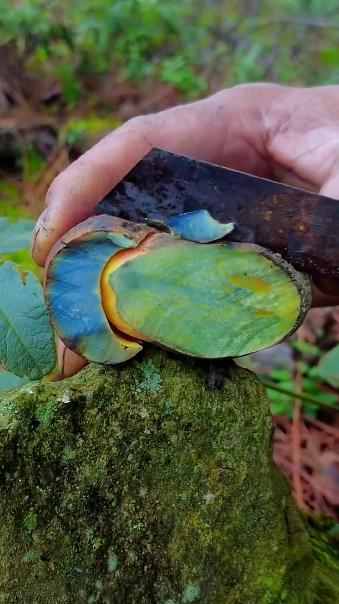舌尖上的美食#切开会变色的蘑菇-度小视