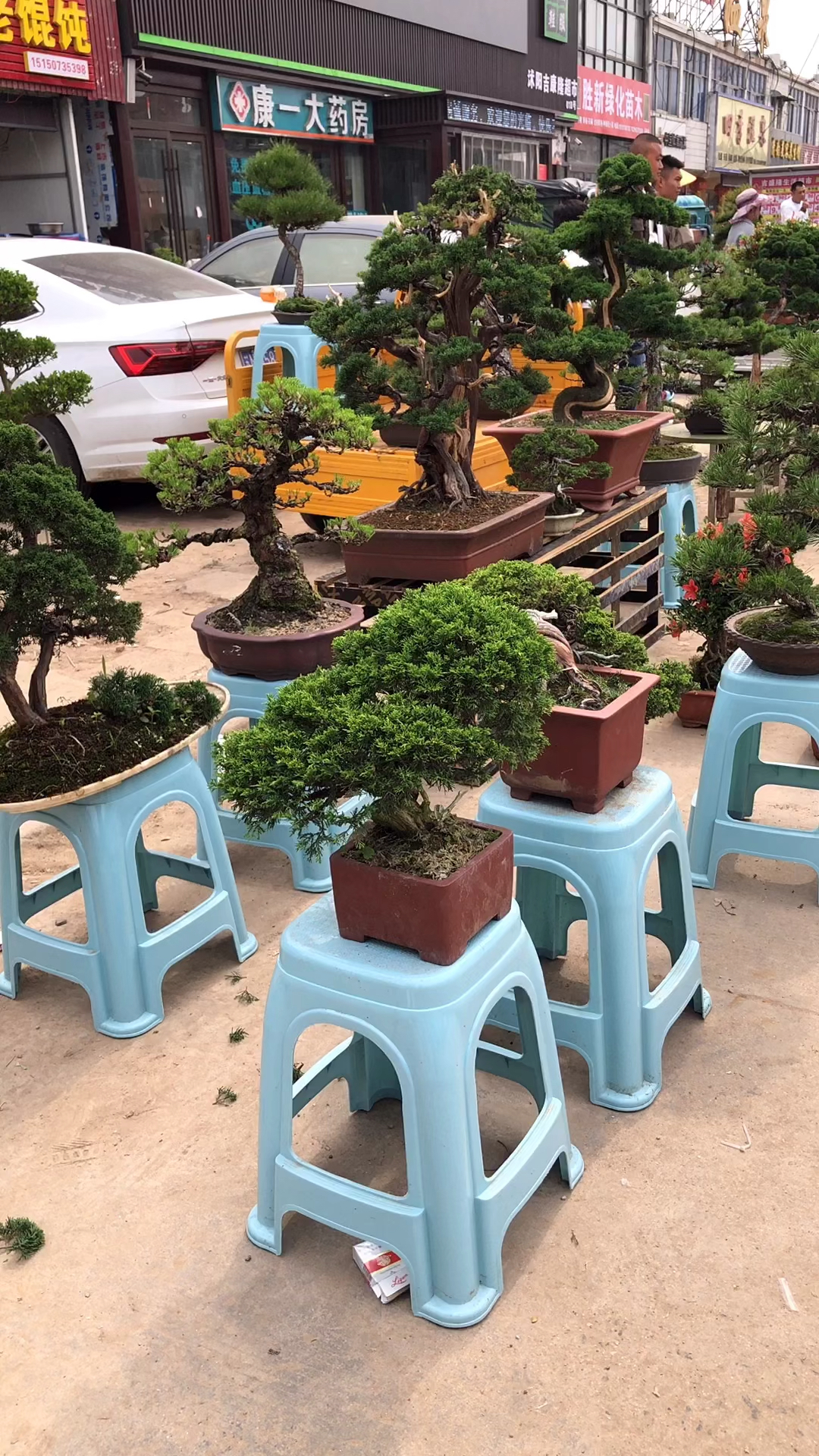 盆景大集摆摊