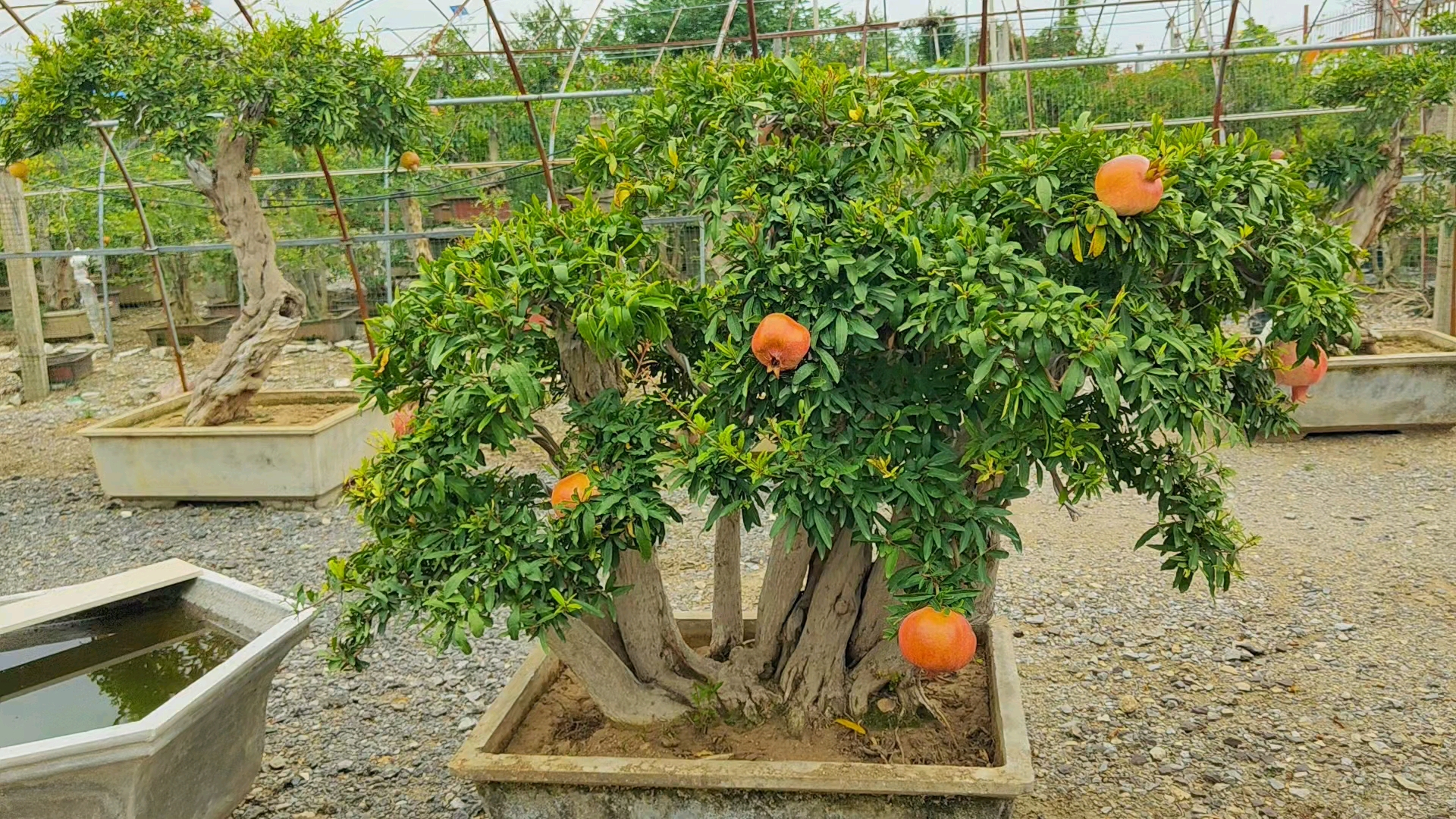 庭院景观#丛林老桩石榴