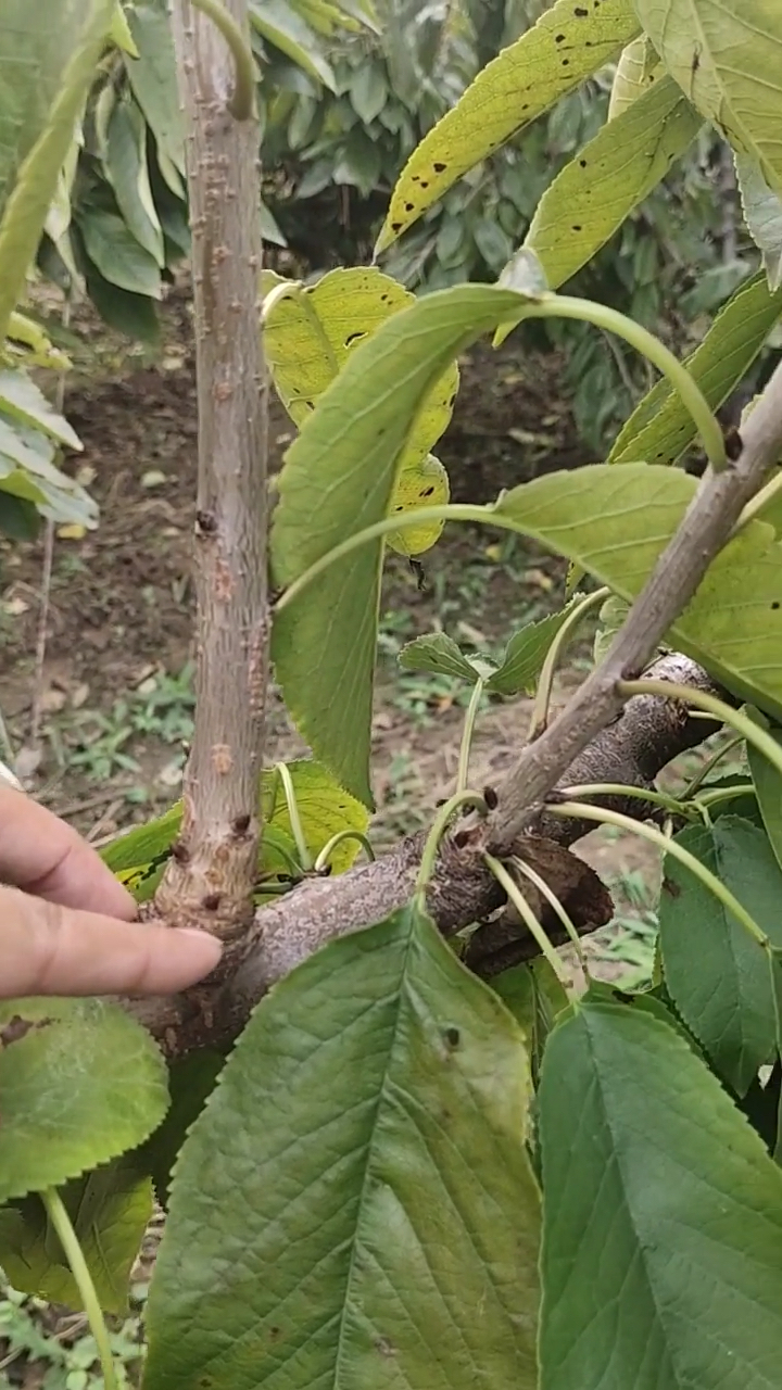 果树种植培育嫁接技术#果树管理什么样的背上枝可以结果?