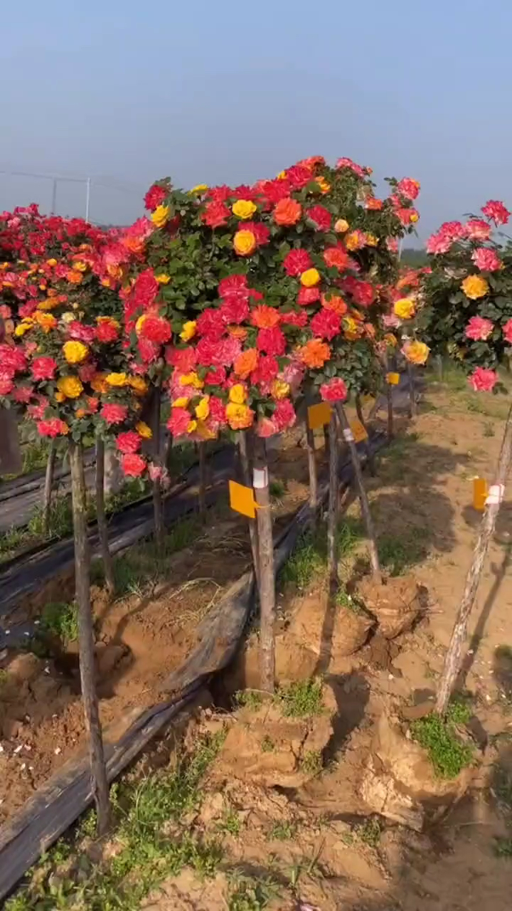 老桩月季藤彩虹花量多花期长多季循环开花