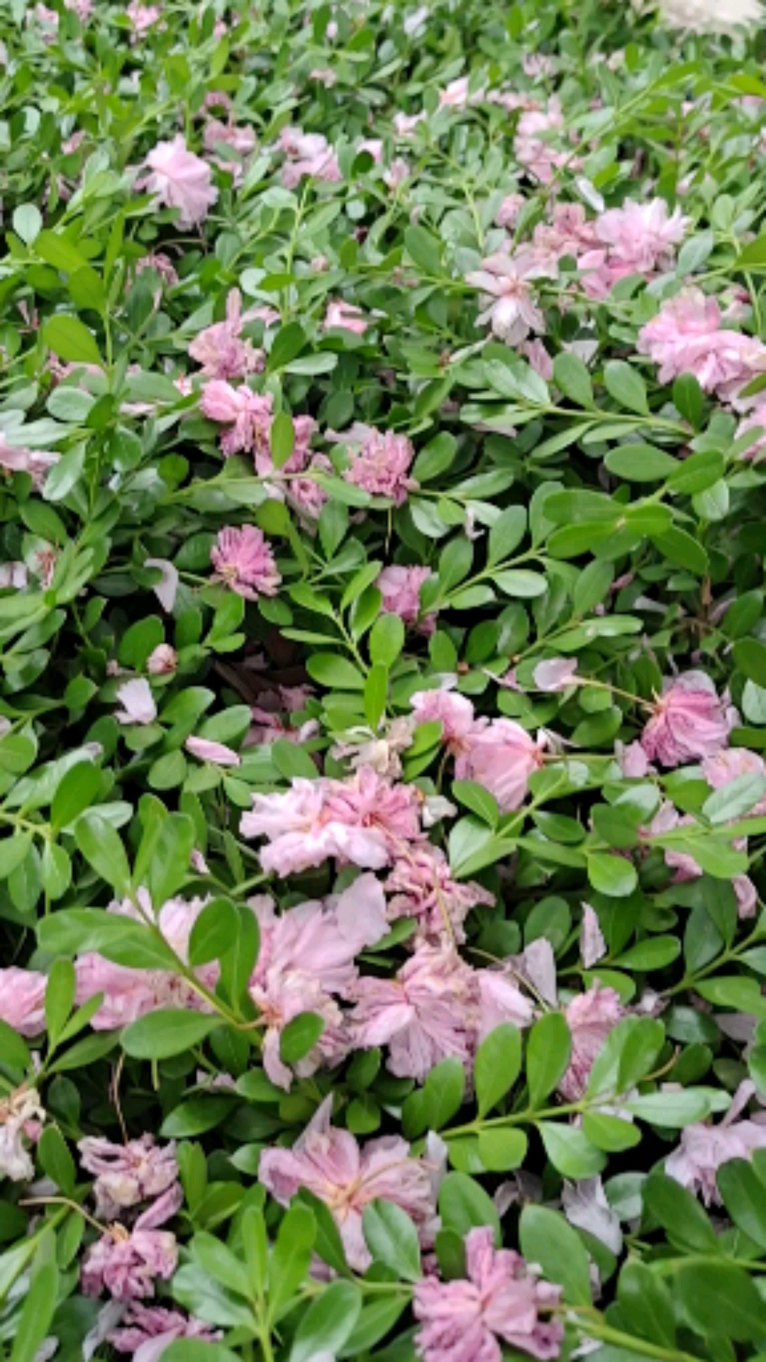 小叶黄杨开花真好看