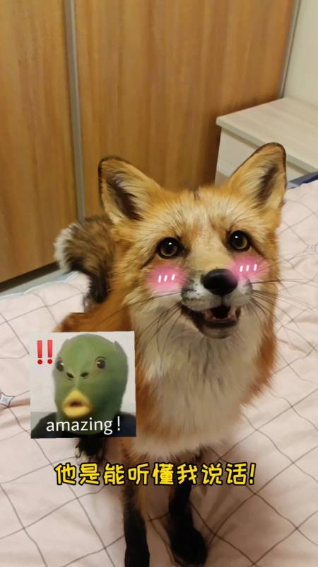 我家萌宠成精了古人说的没错的确智商高通人性真的什么都听得懂