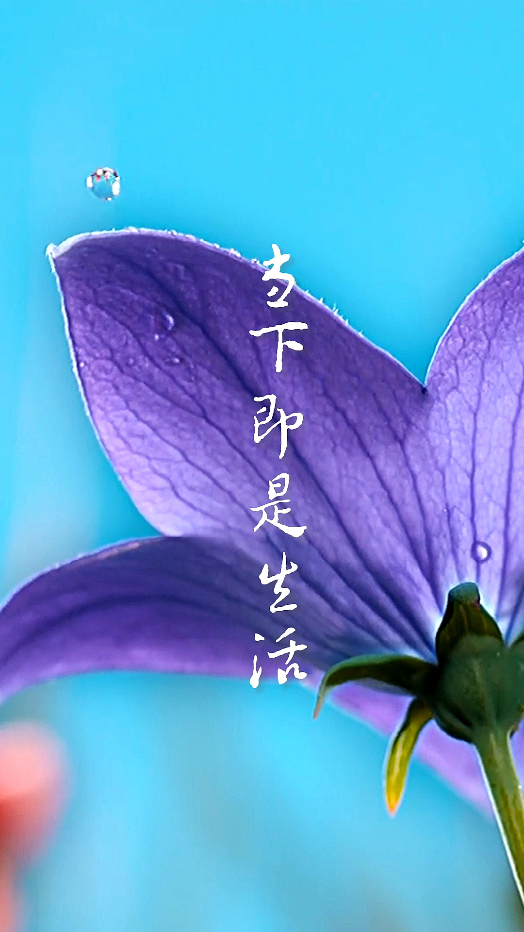 扎心情感语录#当下即是生活,心安即是归处.