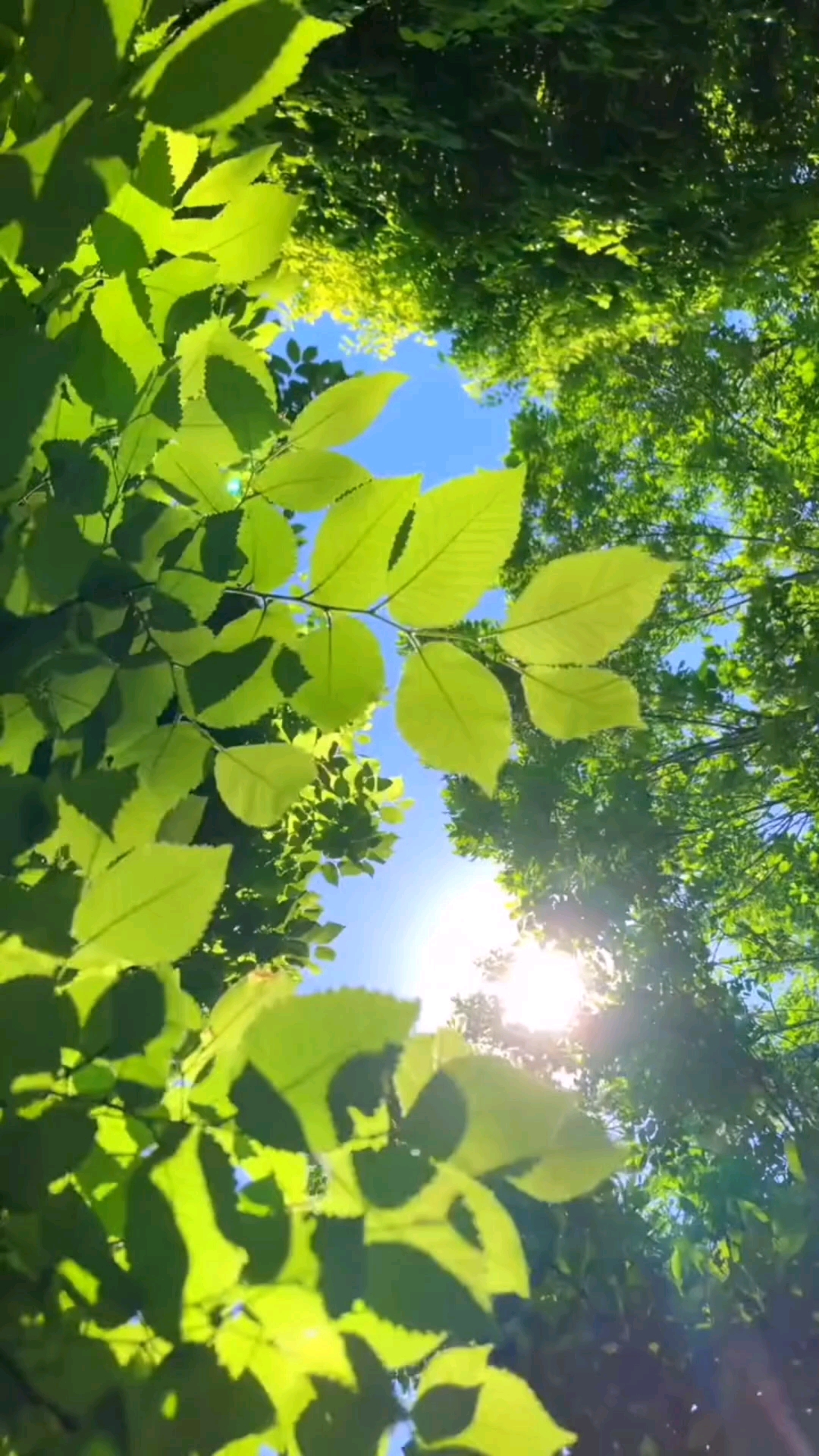 八月你好#绿树浓荫夏日长,空水澄鲜一色秋,还未细细品味夏日的青翠