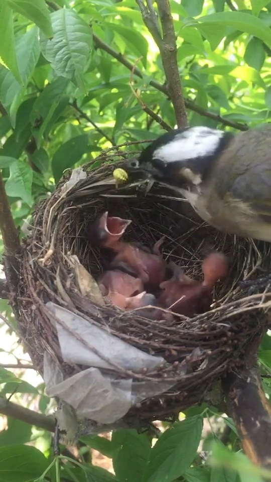 刚刚出壳的白头翁雏鸟,看看亲鸟如何喂食!-度小视