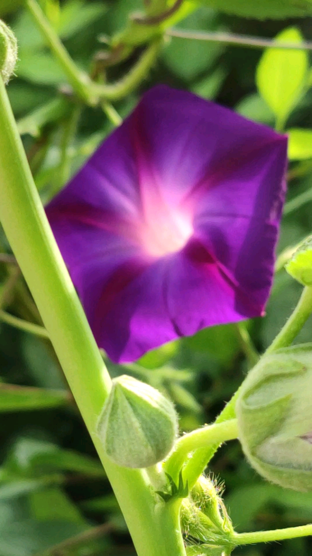 港风美女#紫色小牵牛花