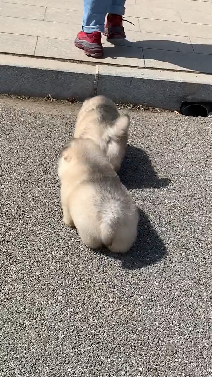 我家萌宠成精了#小短腿的忧伤96-度小视