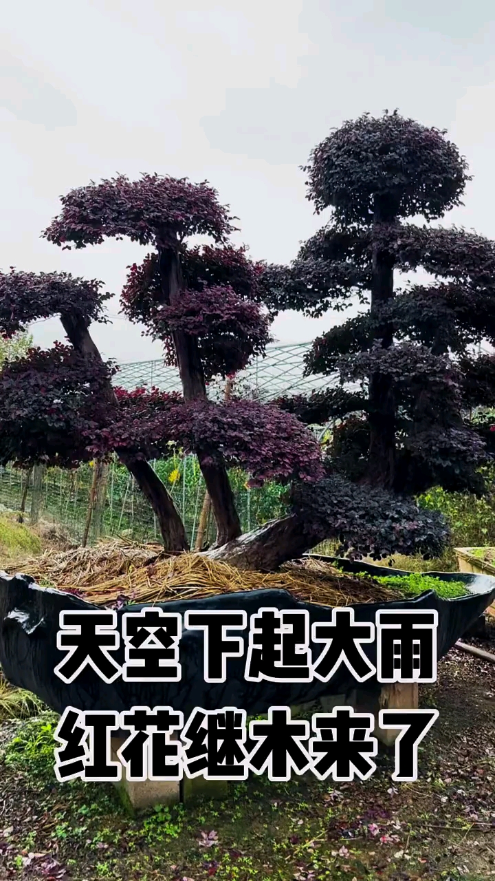 红花继木造型树四季不落叶适合庭院别墅农家小院栽植