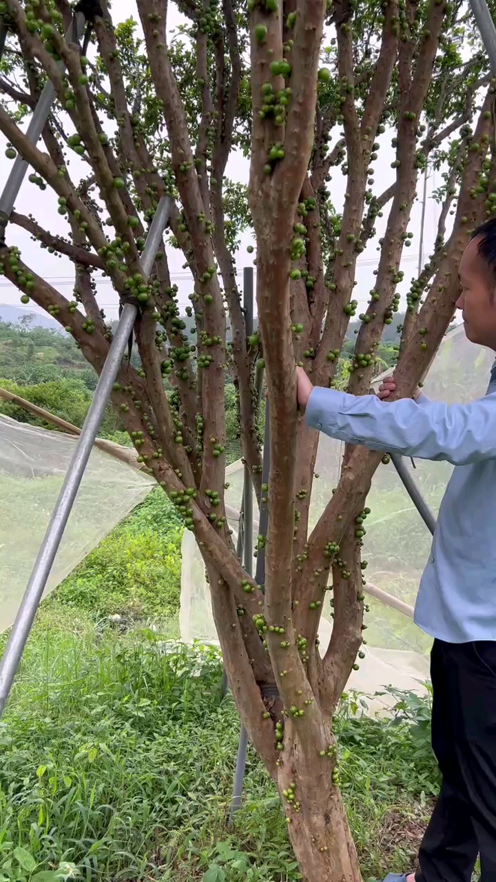 嘉宝果果树沙巴品种四季开花结果