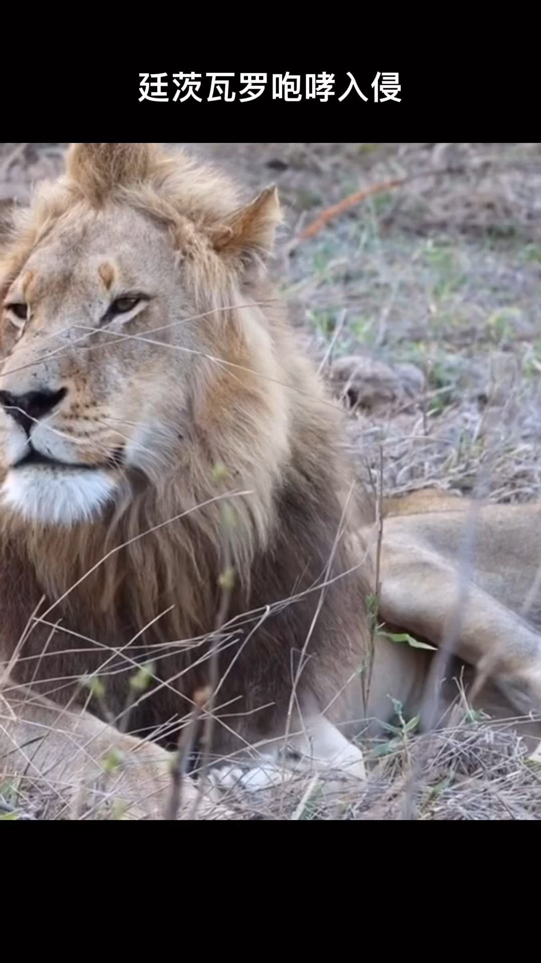 保护野生动物#廷茨瓦罗雄狮联盟进入到红路雄狮的领地内咆哮!