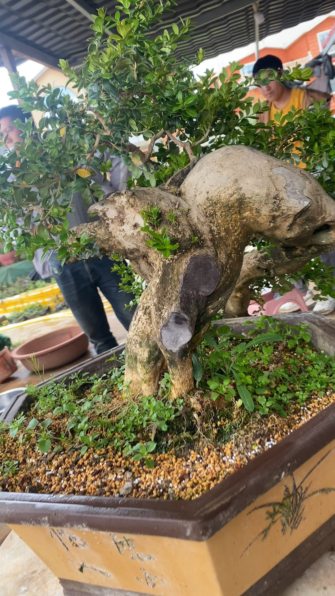 黄杨悬崖桩