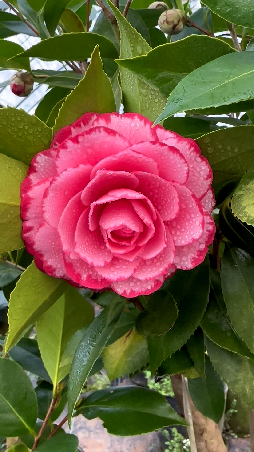 茶花#小李茶花,锦上添花茶花开品鉴赏!-度小视