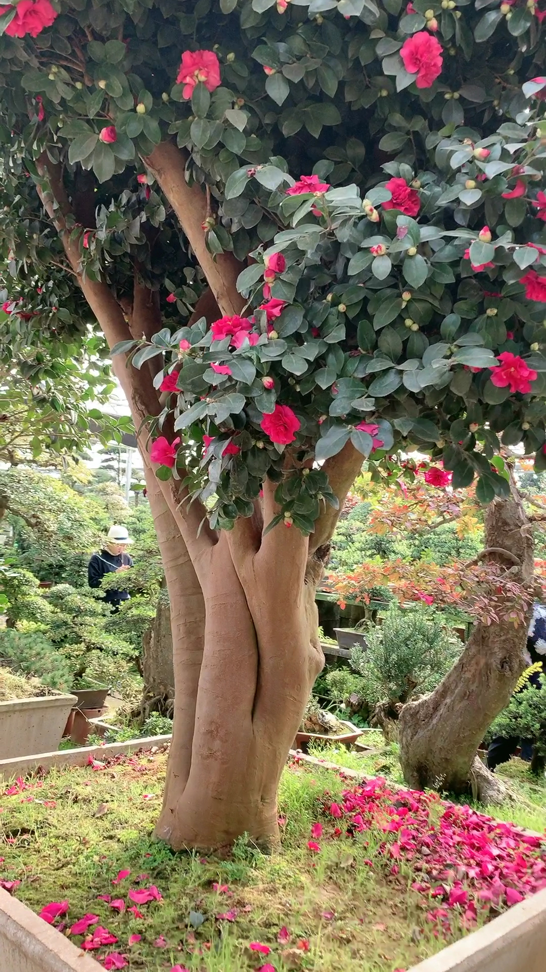 大型地景财神茶梅