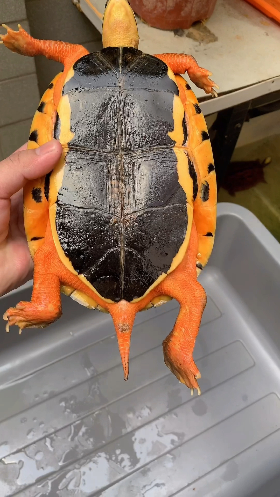 乌龟#好看的金色乌龟,一起来欣赏吧!