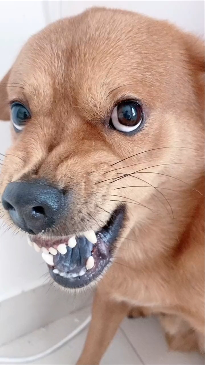 我唱的不好听吗?你不要呲牙嘛!